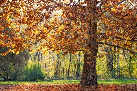 Trees with fallen leaves Stock Photos