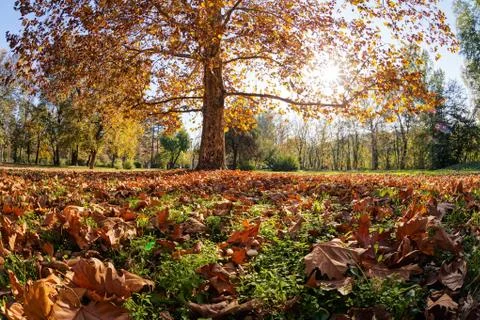 Trees with fallen leaves Stock Photos