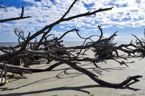 Trees fallen over Stock Photos
