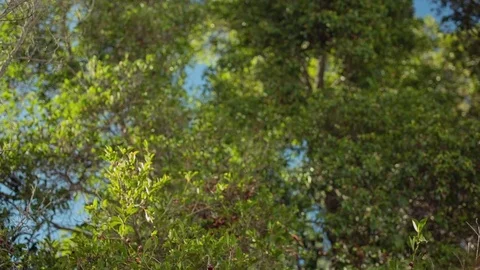 Trees falling out of focus Video stock 78772571