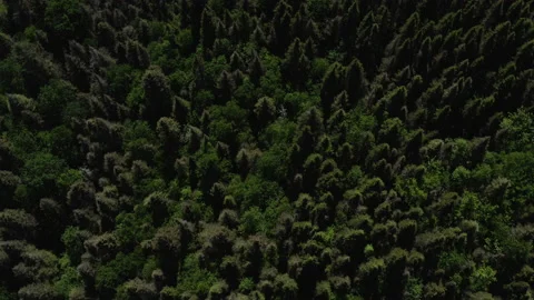 Trees as far as the eye can see as seen from an aerial perpective 스톡 동영상 139415252