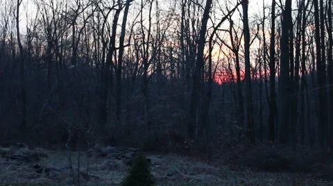 Trees on a farm during sunset - Terrence Malick style Stockbeeldmateriaal 45612747