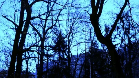 Trees In Fast Motion At Winter Times Stock Footage 116990635