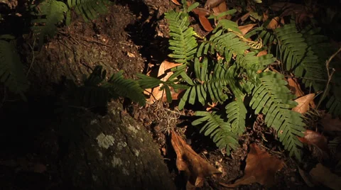 Trees, ferns growing on base of large live oak tree surrounded, fallen leaves Stock Footage 36210993