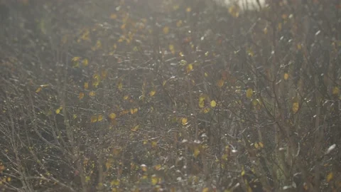 Trees with a few yellow leafs swaying in the wind Stock-Footage 146455322