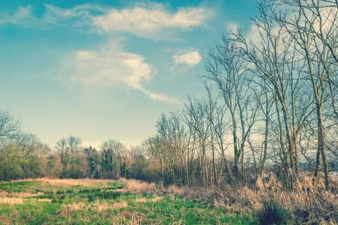 Trees on a field with blue sky Stock Photos