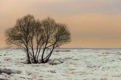 Trees on the field of broken ice Foto stock