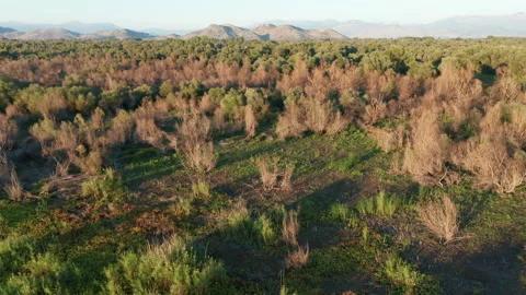 Trees in a field, dried and bare and green, in morning or afternoon light Stock Footage 161671536