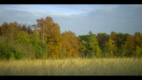 Trees on a field during autumn Stock Footage 237441098