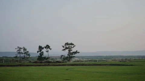 Trees in the field Video stock 73005760