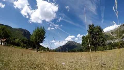 Trees on field 库存影片 81374300