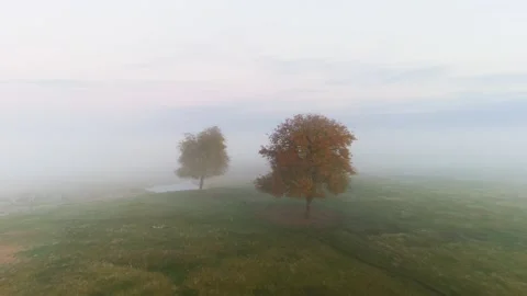 Trees in the Field 스톡 동영상 219701104