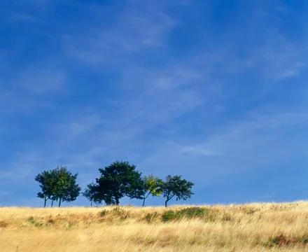 TREES IN FIELD ON HORIZON Stock Photos