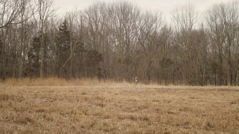 Trees in a field Pan 1080p Video stock 135458775