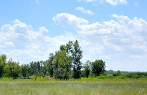 Trees in the field Stock Photos
