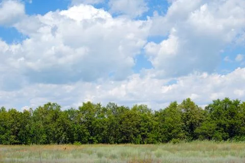 Trees in the field Stock Photos