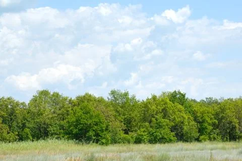 Trees in the field Stock Photos