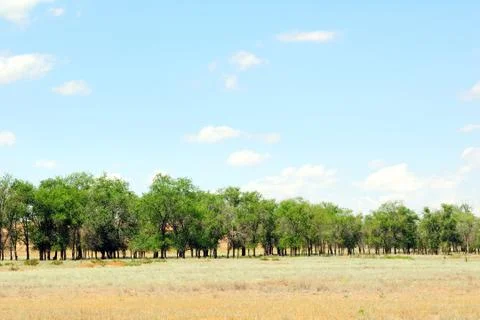 Trees in the field Stock Photos