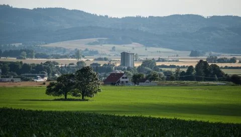 Trees in the field Stock Photos