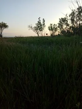 Trees in the field Foto stock