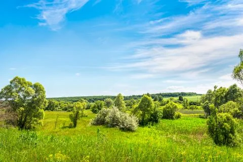 Trees on field Stock Photos