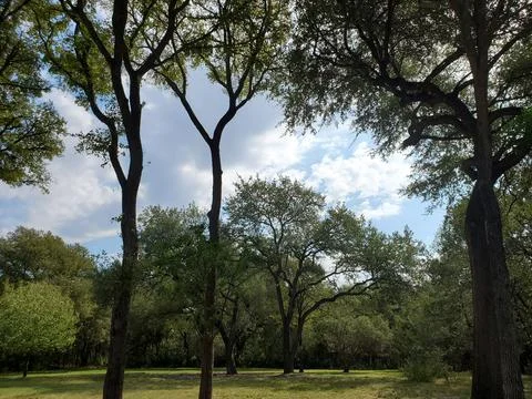 Trees in a Field Foto stock