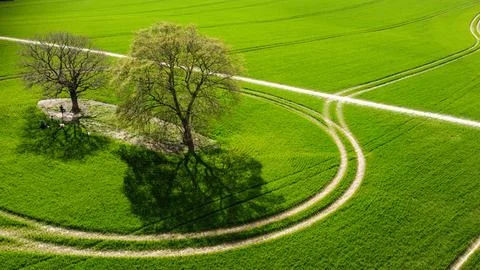 Trees in a field Stock Photos