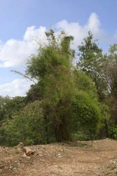 Trees on the field Stock Photos