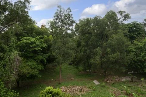 Trees on the field Stock Photos