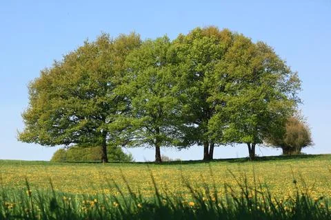 Trees in the field Stock Photos