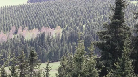 Trees on field in rows. Aerial view. Stock Footage 63611470