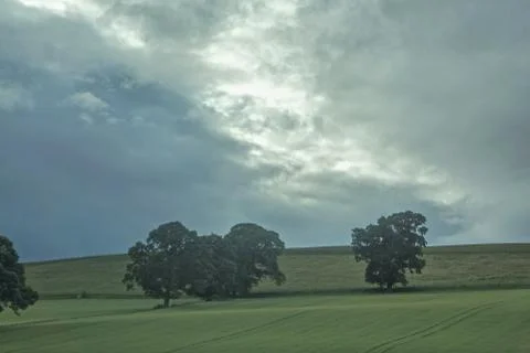 Trees in a field with storm clouds overhead, on the west coast of Scotland Stock Photos