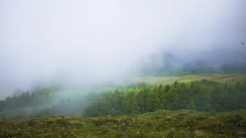Trees in the field swaying from the strong wind in the clouds in the mountains Stock Footage 101556759