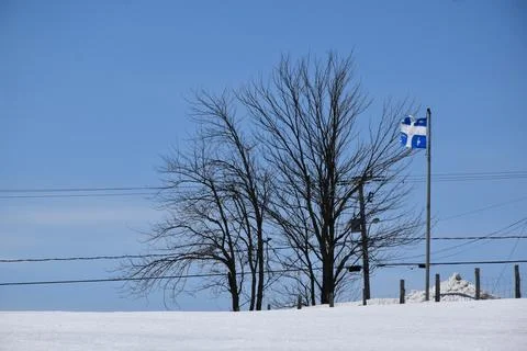 Trees in a field in winter Stock Photos