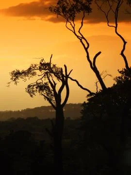 The trees in the fileds Stock Photos