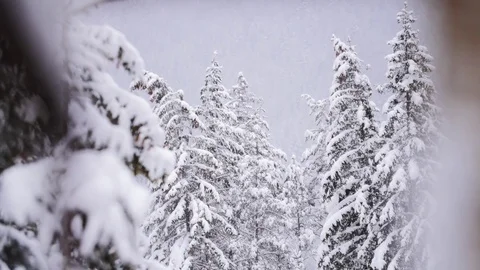 Trees Filled With Snow Barbed Wire Pull Focus Stock-Footage 85099335