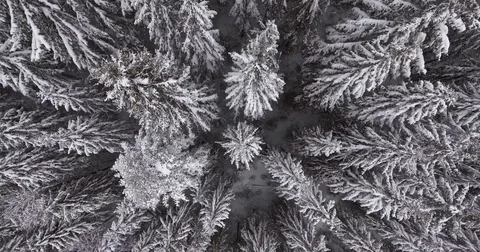 Trees Filled With Snow Top View In Winter Time Stock Footage 84999347