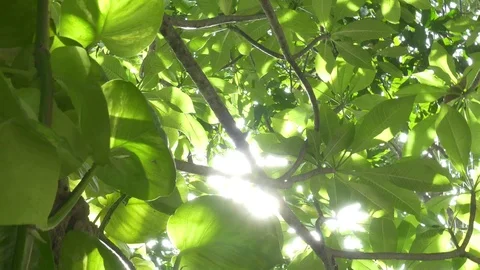 Trees filtered sunlight Vidéo 113579474
