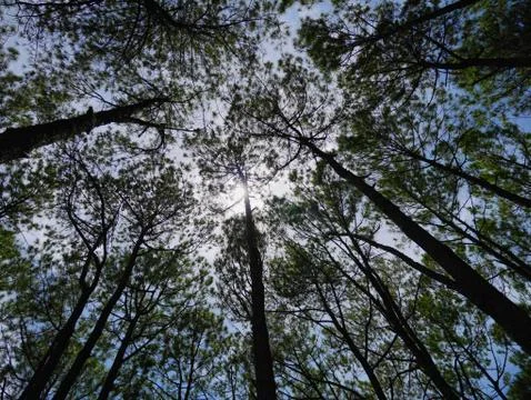 Trees filtered sunlight Stock Photos