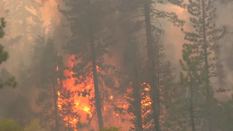 Trees on fire during forest fire Video stock 160529551