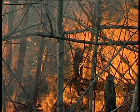 Trees on fire Stock Footage 1013389