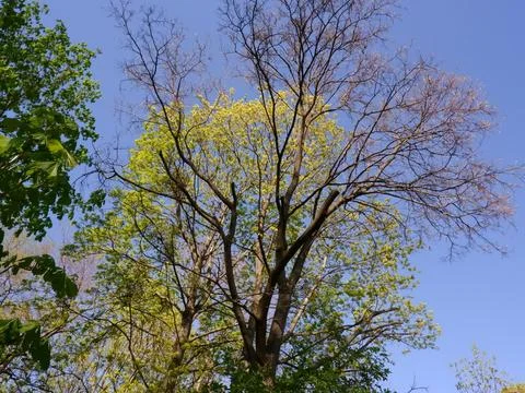 Trees at the first stages of Spring  写真素材