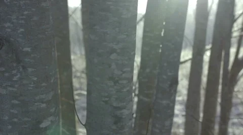 Trees flare 스톡 동영상 62257311