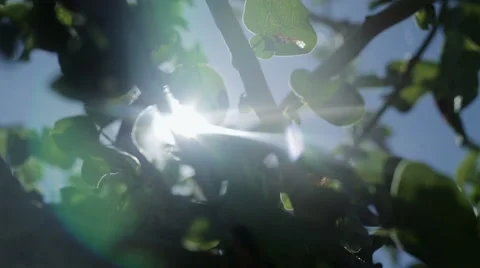 TREES FLARES Vidéo 49351289