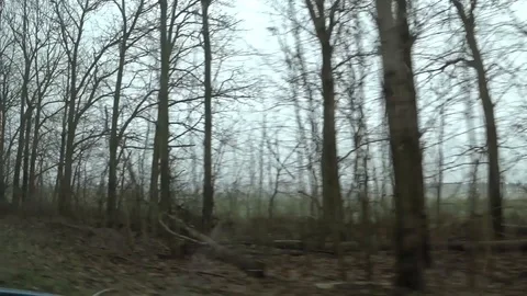 Trees flash outside the window the car Stock Footage 91936801