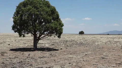 Trees on flat land Stock Footage 8564348
