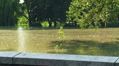 Trees in Flood Stock Footage 50887885