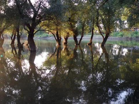 Trees in flood water with reflection Stock-Fotos