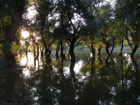 Trees in flood water with reflection Photos