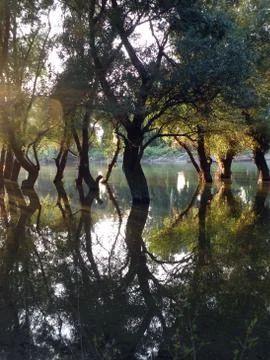Trees in flood water with reflection Stock-Fotos